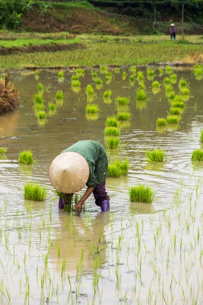 Vietnam çiftçi büyüme pirinç sahada — Stok fotoğraf