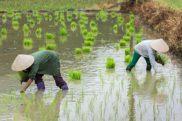 Vietnam Farmer growth rice on the field — Stock Photo, Image