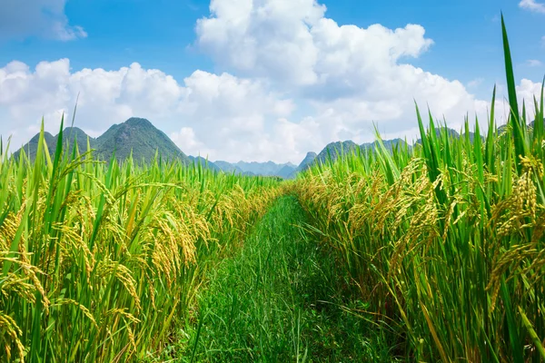 rice field nature
