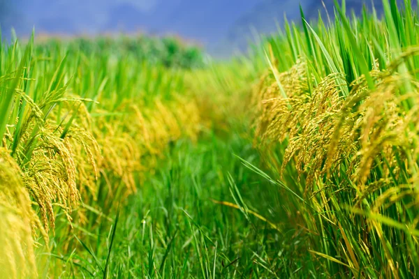 Natura della risaia — Foto Stock