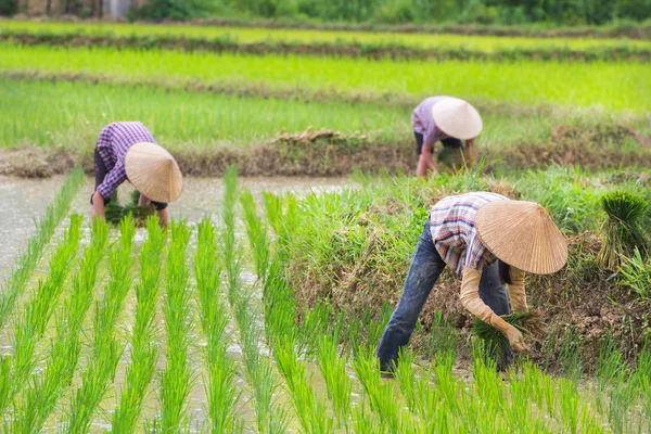 Vietnam çiftçi büyüme pirinç sahada — Stok fotoğraf