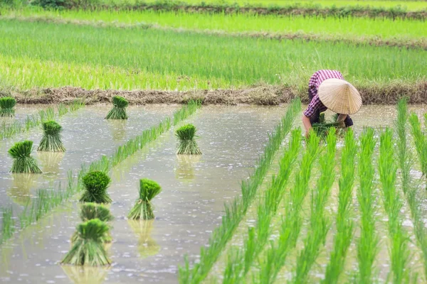 Vietnam Farmer growth rice on the field — Stock Photo, Image