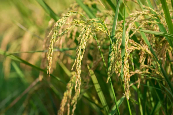 Campo di riso — Foto Stock