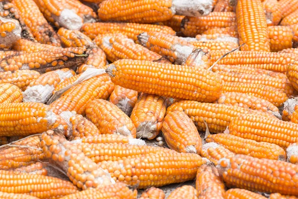 Montón de callos para la alimentación animal — Foto de Stock