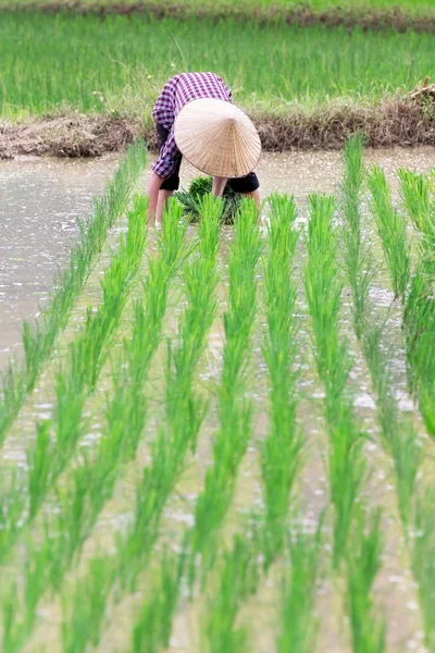 Vietnamesischer Bauer baut Reis auf dem Feld an — Stockfoto