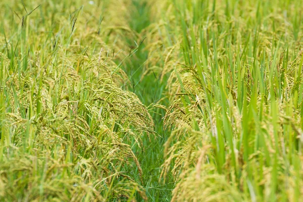 rice field