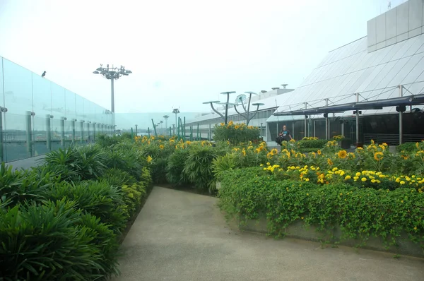 Jardín de girasol — Foto de Stock