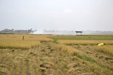 Ricefield