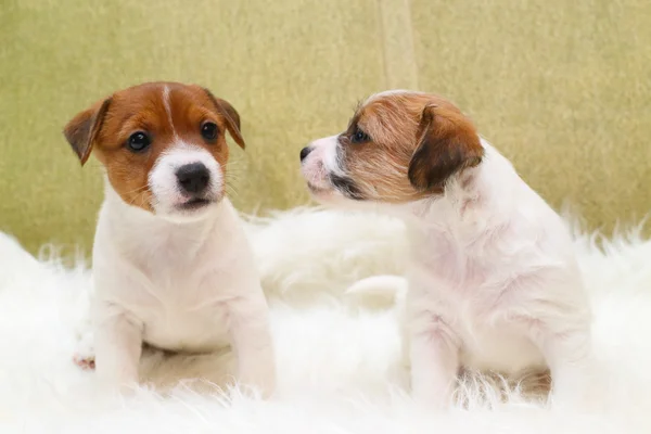 Szczeniak dwa jack russell terrier — Zdjęcie stockowe