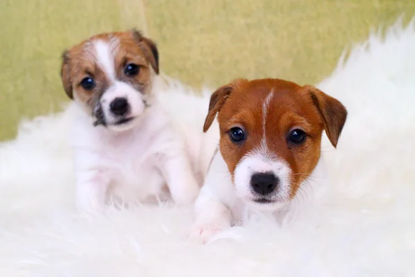 Two puppy jack russell terrier — Stock Photo, Image