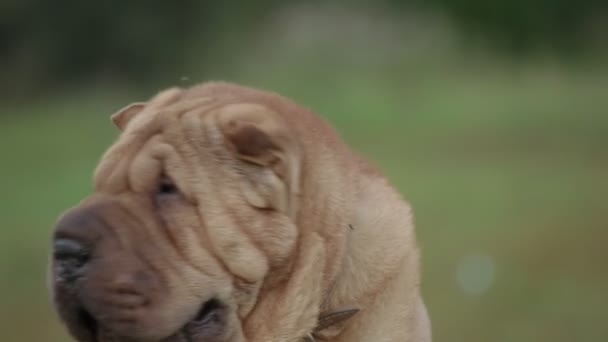 Sharpei perro en el parque — Vídeos de Stock