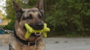 Bir Alman çoban köpeği