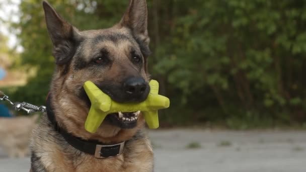 Un perro pastor alemán — Vídeo de stock