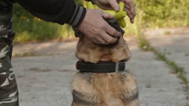 Alman çoban köpeği.