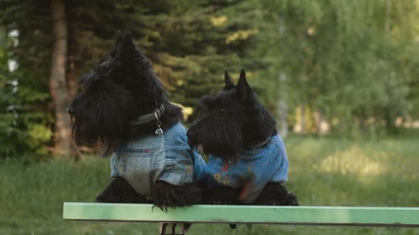 Due terrier scozzesi — Video Stock