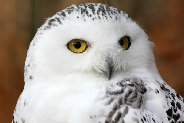 White polar owl Stock Picture