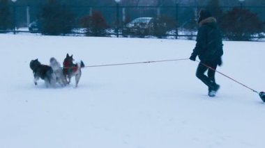 üç köpek koşum