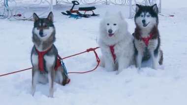 üç köpek koşum