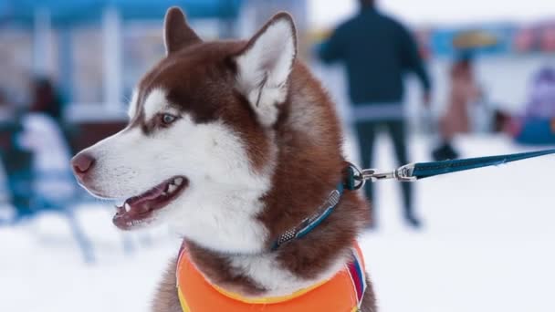 Cão Husky — Vídeo de Stock