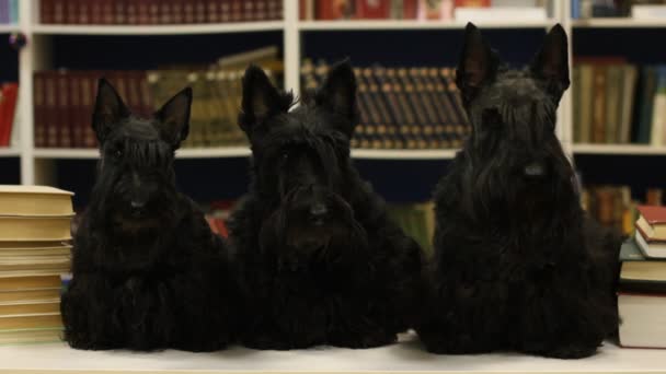 Три собаки в библиотеке — стоковое видео