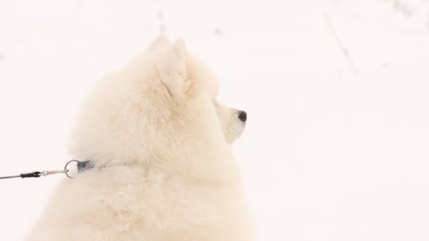 Samoyed dog — Stok video