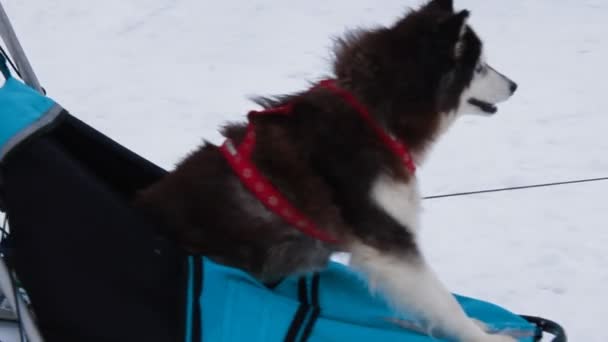 Husky dog rides in a sleigh — Stock Video