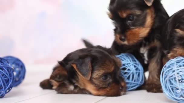Yorkshire terrier cachorro — Vídeos de Stock