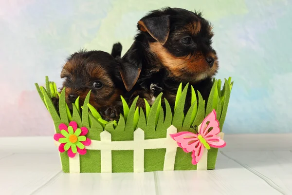 Dois cachorros Yorkshire terrier — Fotografia de Stock