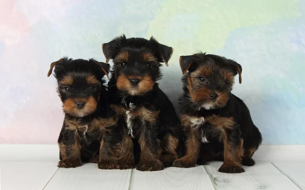 Trzy szczenięta yorkshire terrier — Zdjęcie stockowe