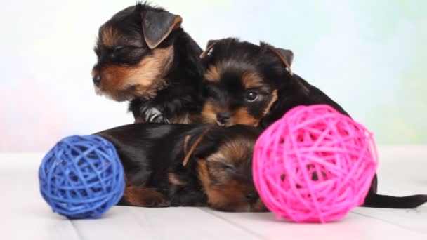 Yorkshire terrier cachorro — Vídeos de Stock