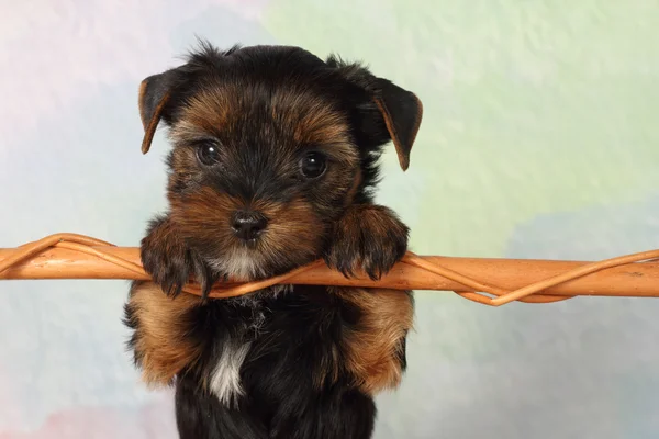 Yorkshire Terrier puppy — Stock Photo, Image