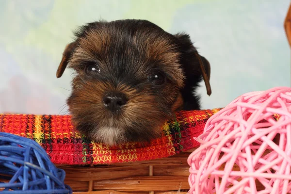 Yorkshire terrier puppy — Stock Photo, Image