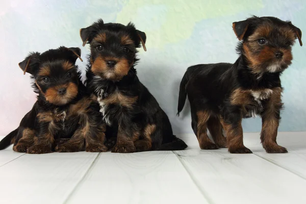 Tres cachorros Yorkshire Terrier —  Fotos de Stock