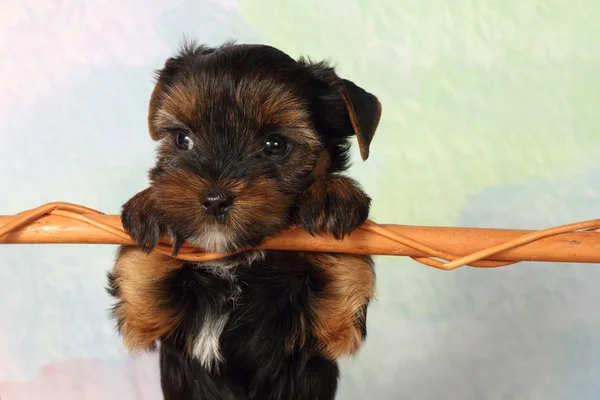 Yorkshire Terrier puppy — Stock Photo, Image