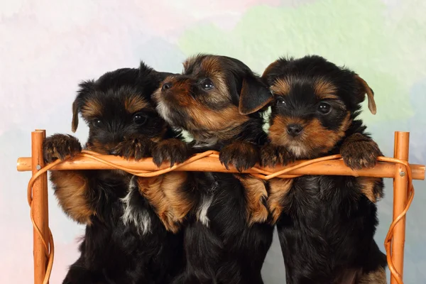 Three puppies Yorkshire terrier — Stock Photo, Image