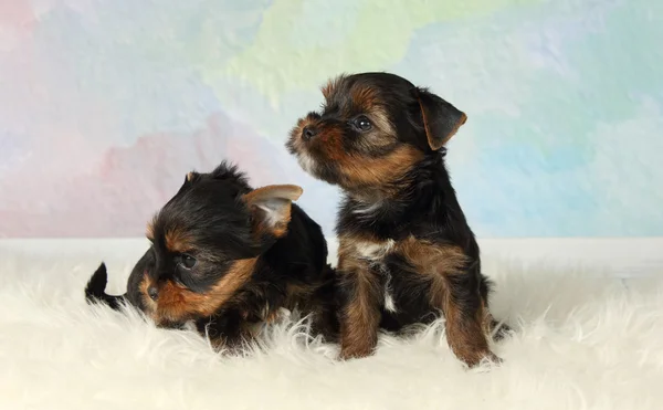 Two puppies Yorkshire terrier — Stock Photo, Image