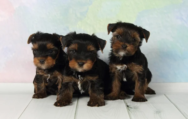 Three puppies Yorkshire terrier — Stock Photo, Image