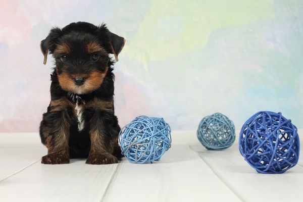 Yorkshire terrier puppy — Stock Photo, Image