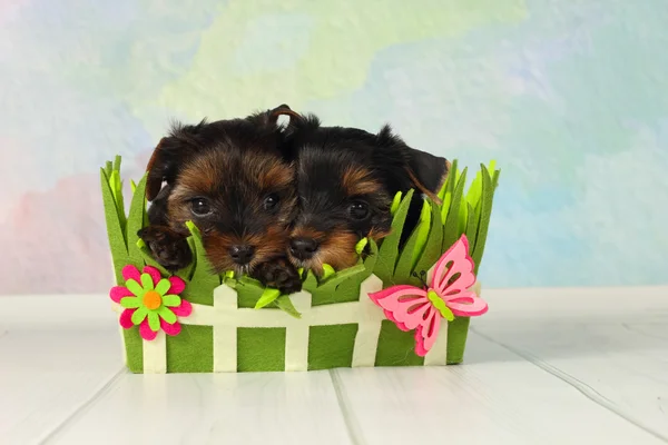 Dois cachorros Yorkshire terrier — Fotografia de Stock