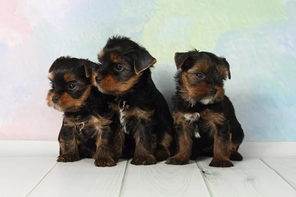 Three puppies Yorkshire terrier — Stock Photo, Image