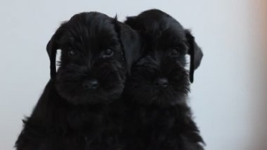 İki minyatür schnauzer siyah