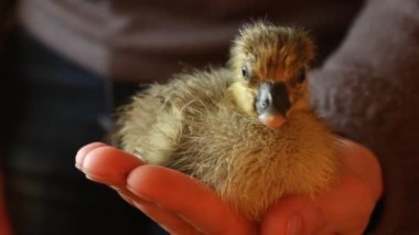 küçük ördek yavrusu