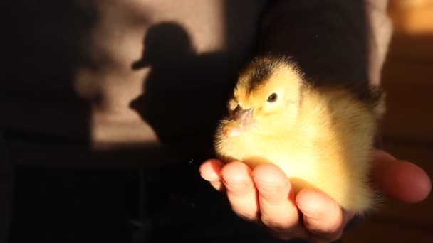 Small duckling — Stock Video