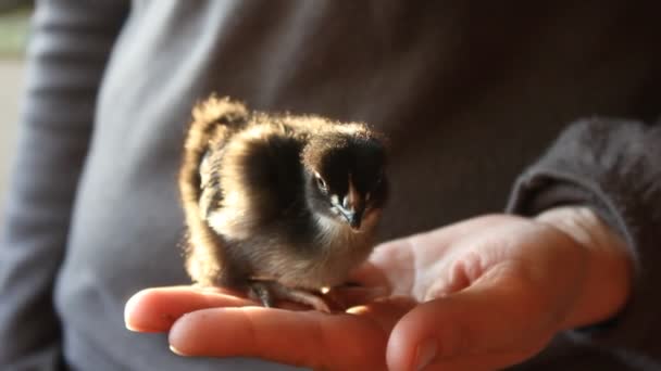 Pollito en las manos Vídeo De Stock