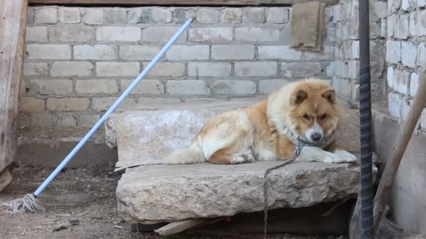 Perro en la cadena por casa — Vídeos de Stock