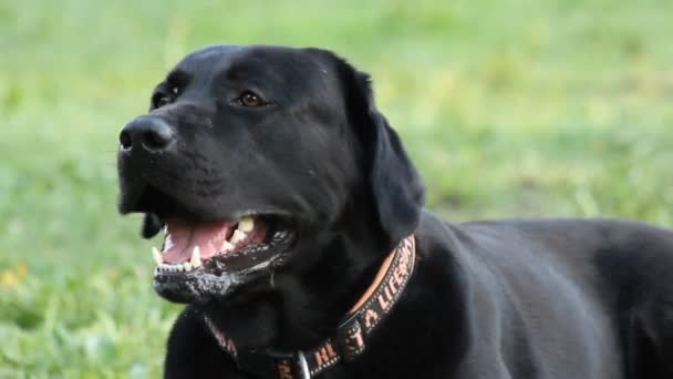 Labrador preto no parque — Vídeo de Stock