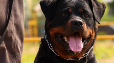 Rottweiler portre