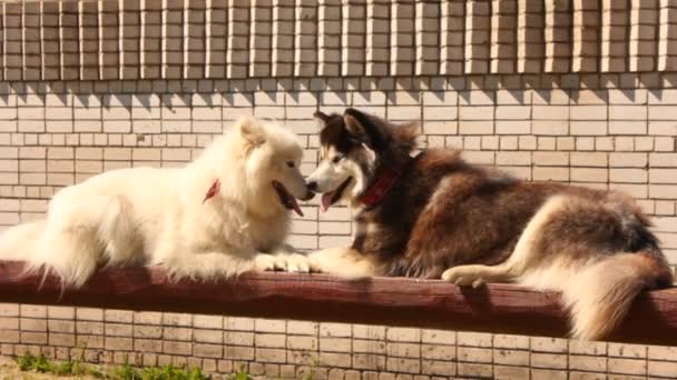 Husky and Samoyed dogs — Stock Video