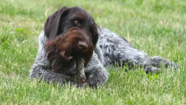 Drathaar Alman Wirehaired ibre — Stok video