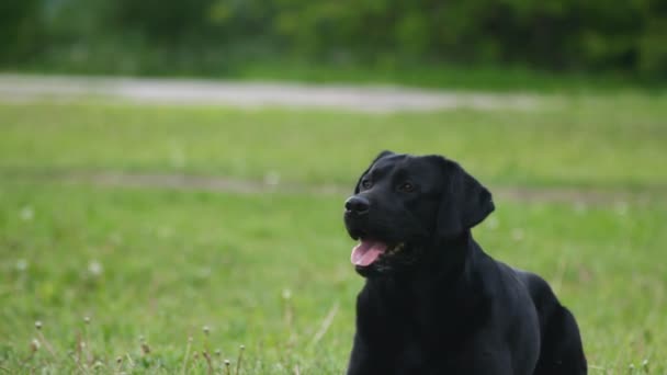 Labrador negro roe palo — Vídeo de stock